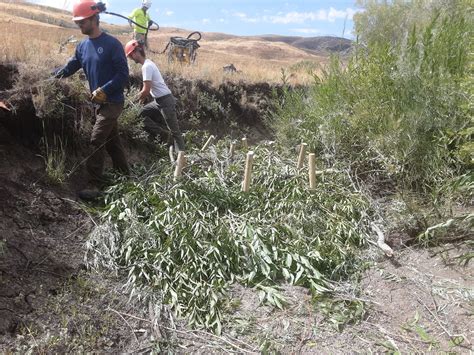 BIL Funding Restores Mesic Habitat in Idaho - IWJV