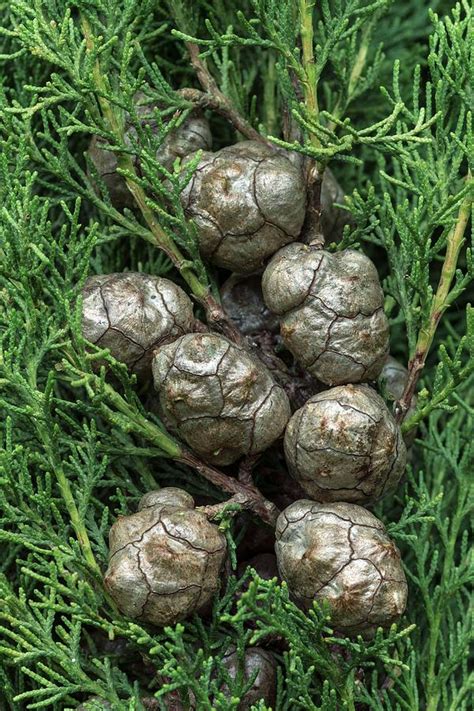 Mediterranean Cypress (cupressus Sempervirens) Cones Photograph by Brian Gadsby/science Photo ...