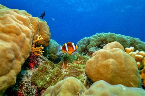 From Cairns: Great Barrier Reef Snorkeling Trip with Lunch | GetYourGuide