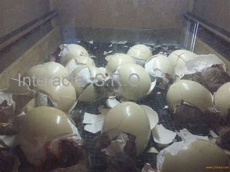 OSTRICH HATCHING EGGS/ FERTILE OSTRICH HATCHING EGGS,Czech Republic ...