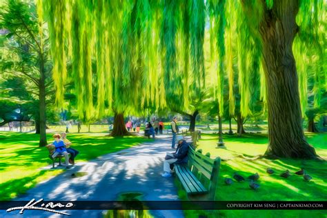 Wispering Willow Tree Boston Public Garden