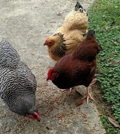 Buff Brahma Bantam Chickens for Sale | Cackle Hatchery