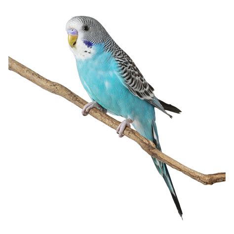 Petsmart Animals Birds