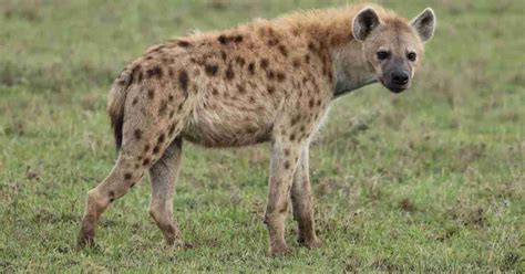 Hyena Behavior - AnimalBehaviorCorner