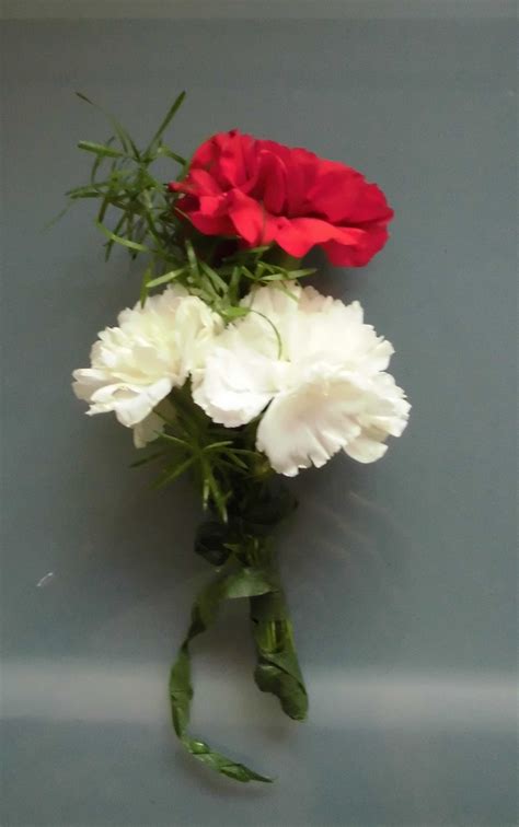 Red and white flowers | Plant-Lore