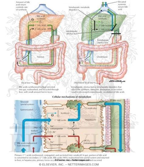 Enterohepatic Circulation