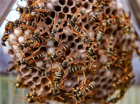 Wasp Nest Vs Bee Nest. How Different Are They, Really? – WhatBugIsThat