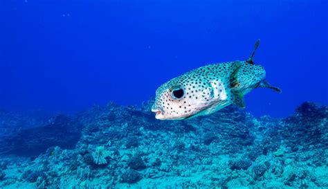 Snorkeling With Turtles | A Must-Do Water Activity When in Hawaii!