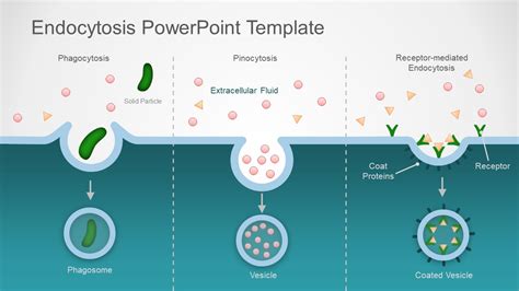 Endocytosis PowerPoint Template - SlideModel