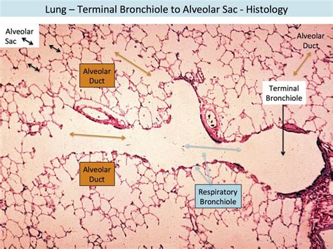 30 best Lung histology images on Pinterest | Respiratory system ...