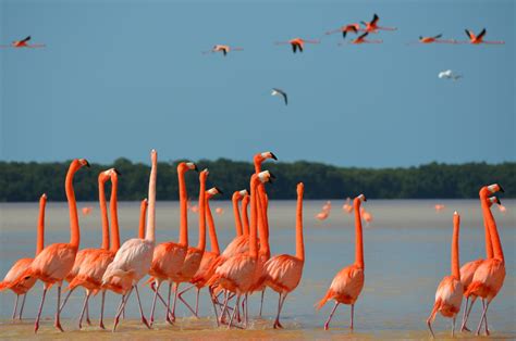 Temporada de flamingos en Celestún - Las mejores playas de Mexico Articulos y tips de viaje ...