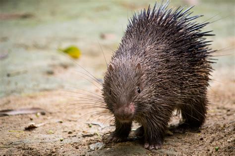 Porcupines | National Geographic | Porcupine, National geographic, Therapy animals