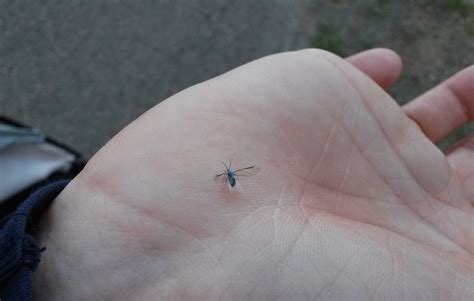 Identification of small fuzzy flying insect (pic) - Biology Stack Exchange