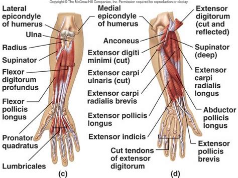 Tom's Physiotherapy Blog: 11/27/12