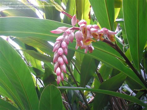 PlantFiles Pictures: Shell Ginger (Alpinia zerumbet) by SATexasGuy