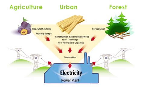 Reasons Why Biomass Energy Should Be a Top Choice - REURASIA