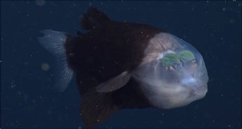 Astounding footage of deep sea "spook fish" with a transparent head | Boing Boing