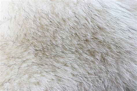 Soft Fur Texture 1 Free Stock Photo - Public Domain Pictures