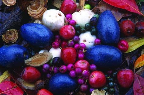 Rainforest fruits....amazing colors! | Cassowary, Fallen fruits, Tropical rainforest