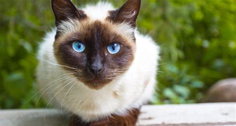 Siamese Cat Breed: Facts, Temperament & Care Info | BeChewy