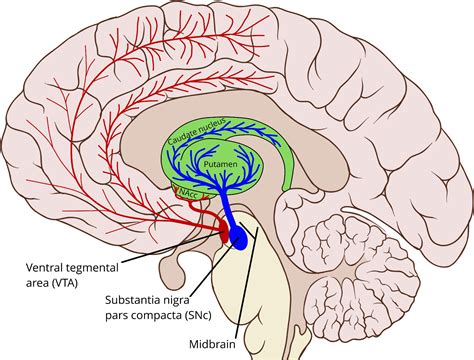 Frontiers | The Dopamine System and Automatization of Movement Sequences: A Review With ...