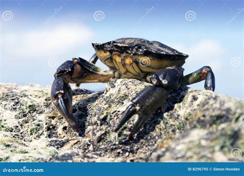 Sea Crab stock image. Image of holiday, life, seaboard - 8296795