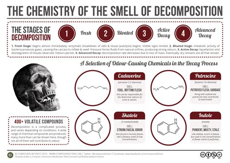 The Chemistry of the Odour of Decomposition - In The Loop