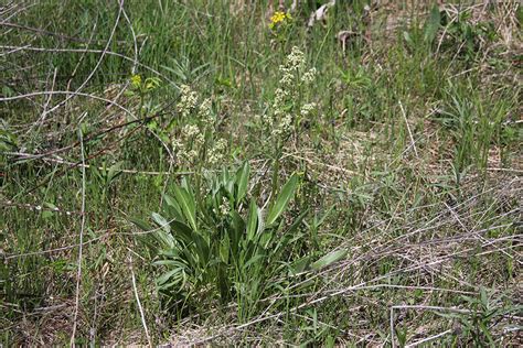 Minnesota Seasons - edible valerian