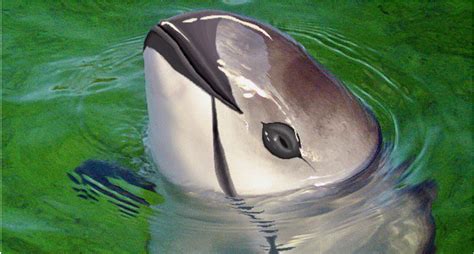 Documentary thriller Sea of Shadows reveals desperate fight to save endangered vaquita whale ...