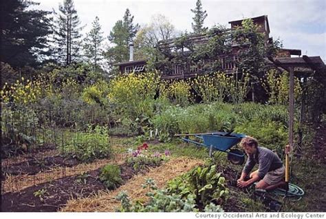 Perennial crops: The garden that keeps giving Perennial Vegetables, Perennial Plants, Growing ...