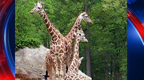 North Carolina Zoo mourns loss of beloved giraffe | FOX 9 Minneapolis-St. Paul