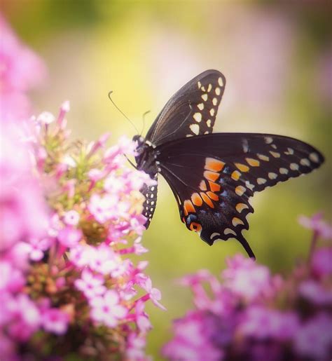 Garden and flowers-a swallowtail with milkweeds Photograph by Siyano ...