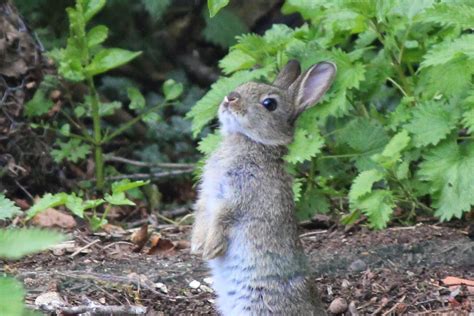 Animals and kids: Cute baby rabbits