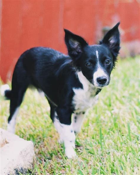 Mini Borders: What you need to know about Miniature Border Collies ...