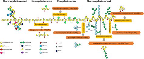 Frontiers | Pectin Oligosaccharides Ameliorate Colon Cancer by ...