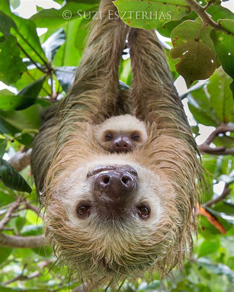 Mom and Baby Sloth Photo - Baby Animal Prints by Suzi