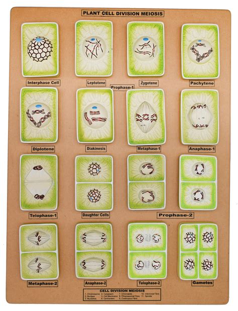 Plant Cell Division Meiosis Model, Three Dimensional, with Hand Painte — Eisco Labs