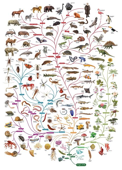 Visual : A Quick Guide on the Evolution of Different Species - Infographic.tv - Number one ...