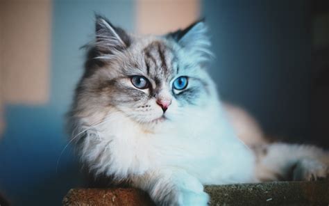 Blue Eyes Cat - Wallpaper, High Definition, High Quality, Widescreen