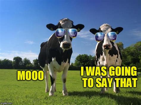 cool cows - Imgflip