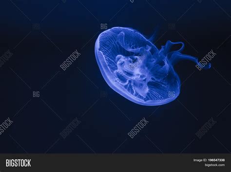 Beautiful Glowing Blue Image & Photo (Free Trial) | Bigstock