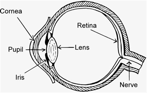 State the function of iris and pupil in human eye - Tutorix