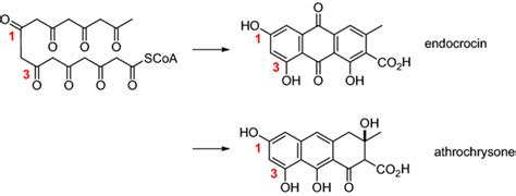 Aromatic polyketide structures | Download Scientific Diagram