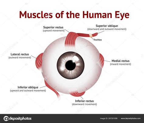 Anatomy Of The Eye Muscles - Anatomical Charts & Posters