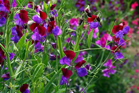 File:Sweetpeas flowers image.jpg - Wikimedia Commons