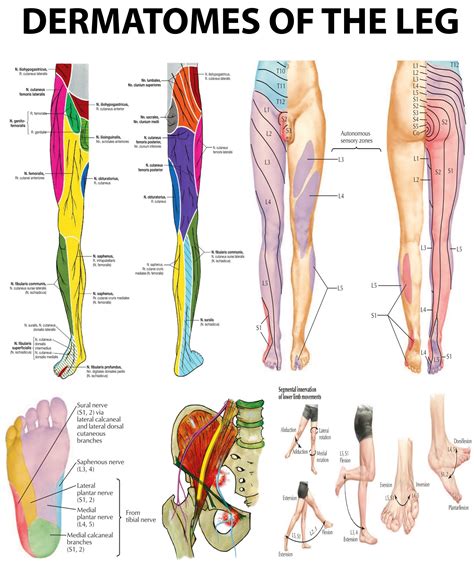 Lower Extremity Dermatomes Foot