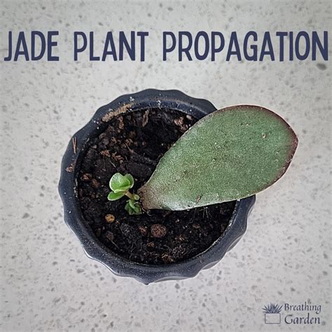 Effortlessly Learn How To Propagate Jade Plant From A Leaf In 3 Steps ...