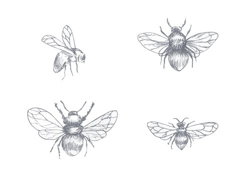 Free Drawing of a bee, a bumblebee with spread wings, drawing in pencil ...