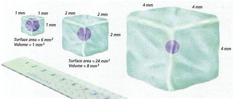 Cell Structure & Function Notes - Mr. Stewart's Biology Class