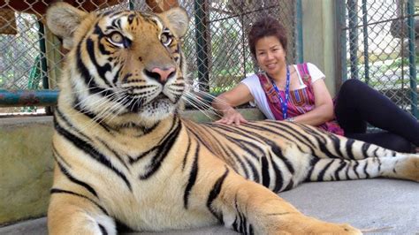 Tiger Kingdom Chiang Mai | Olsen Tours